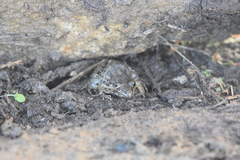 Leptodactylus fragilis