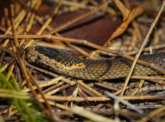Cacophis squamulosus