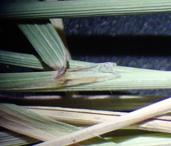 Muhlenbergia tenuifolia