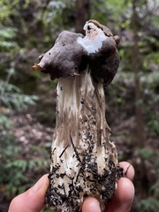 Helvella maculata