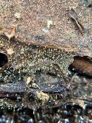 Mycosylva setosa