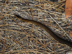 Cacophis squamulosus