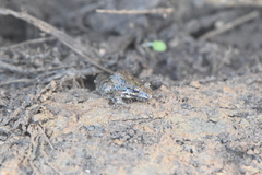 Leptodactylus fragilis