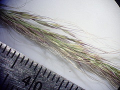 Muhlenbergia tenuifolia