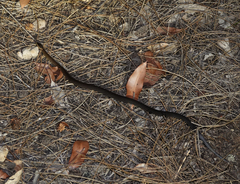 Cacophis squamulosus