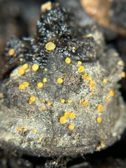 Arachnopeziza aurelia