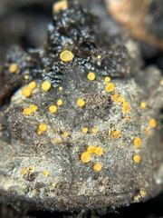Arachnopeziza aurelia