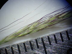 Muhlenbergia tenuifolia