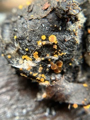 Arachnopeziza aurelia