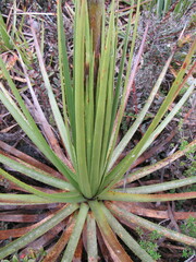 Puya nitida