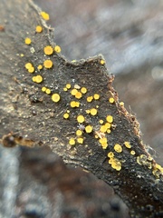 Arachnopeziza aurelia