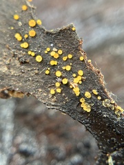 Arachnopeziza aurelia