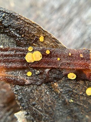 Arachnopeziza aurelia