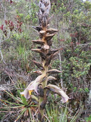 Puya nitida
