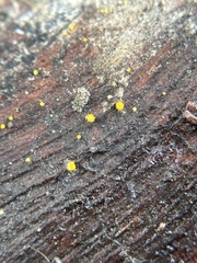 Arachnopeziza aurelia