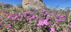 Abronia villosa villosa