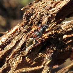 Daerlac cephalotes