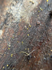 Arachnopeziza aurelia