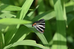 Panthiades bathildis