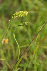 Tofieldia calyculata