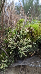 Cladonia squamosa