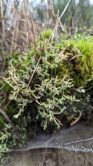 Cladonia squamosa