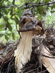 Helvella maculata