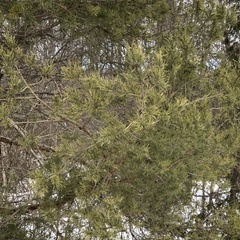 Pinus sylvestris