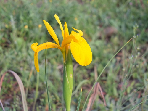 Image of Iris juncea by (c) Aissa Djamel Filali, some rights reserved (CC BY-SA)