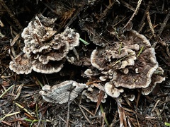 Thelephora