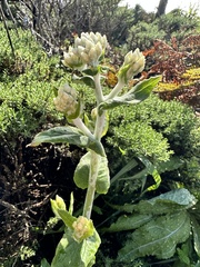 Pseudognaphalium biolettii