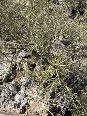 Koeberlinia spinosa