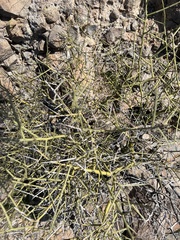 Koeberlinia spinosa