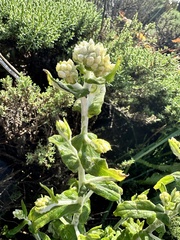 Pseudognaphalium biolettii