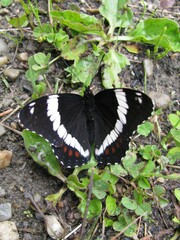 Limenitis arthemis rubrofasciata