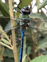 Anax imperator