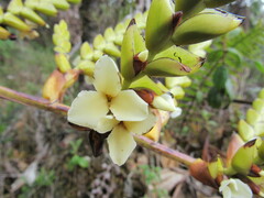Racinaea riocreuxii