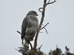 Buteo plagiatus