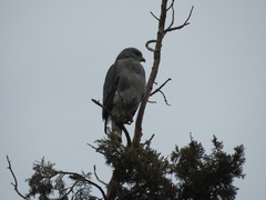 Buteo plagiatus