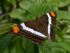 Adelpha fessonia