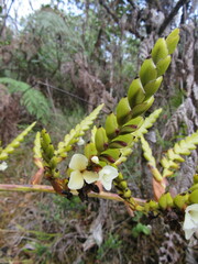 Racinaea riocreuxii