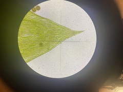 Plagiothecium laetum