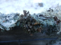 Tuckermanopsis chlorophylla