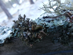 Tuckermanopsis chlorophylla