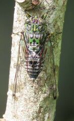 Amphipsalta zelandica