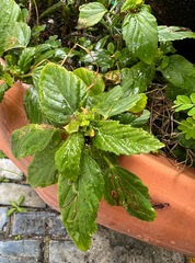 Malvastrum coromandelianum