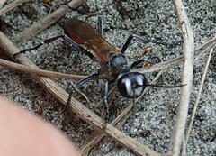 Podalonia tydei suspiciosa