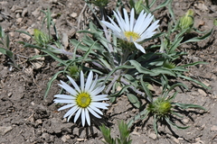Townsendia grandiflora