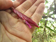 Tillandsia complanata