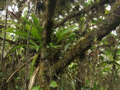 Tillandsia complanata